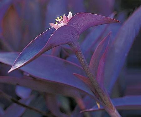 Tradescantia pallida